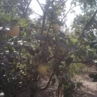 فروش باغ|فروش زمین و ملک کلنگی|سامان, |دیوار