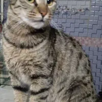 گربه خط دار راه راه|گربه|گرگان, |دیوار