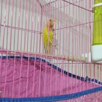 کوتوله نرصحیح سالم|پرنده|بندرعباس, |دیوار