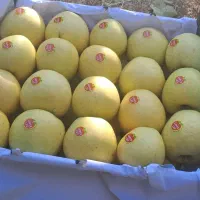 سیب کوهستانی|خوردنی و آشامیدنی|مهاباد (آذربایجان غربی), |دیوار