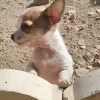 سه تا توله شیواوا اصل