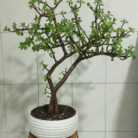 بن سای خرفه ای