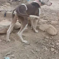 سگ داگو شکاری|سگ|ششده و قره بلاغ, |دیوار