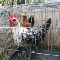 مرغ و خروس نژاد براکل