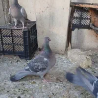 کبوتر پلاکی درجه یک حمال