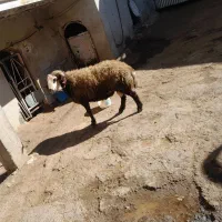 قوچ|حیوانات مزرعه|بوئین و میاندشت, |دیوار