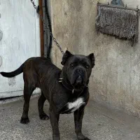 سگ کن کورسو اصیل ماده ۱۰ ماهه گارد کنکورسو کن کرسو|سگ|چهاردانگه (تهران), |دیوار