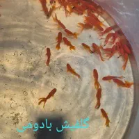 ماهی قرمز|ماهی|سنندج, |دیوار