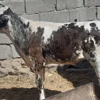 گوساله نر سمینتال95