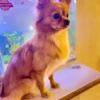 واگذاری رایگان نیست ۳۰میلیون|سگ|رشت, آب و برق|دیوار