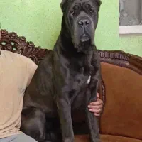 مجموعه guard dogs club توله های در عکس موجود هستن