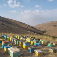 عسل طبیعی عسل گون