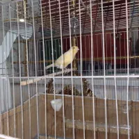 ماده موزائیکی