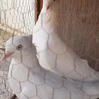 اراکی و پرشی|پرنده|قم, رضویه|دیوار