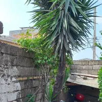 بآغبانی و درختکاری فضای سبز