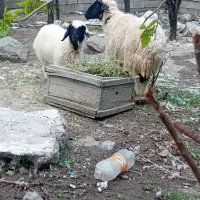 میش با بره دورگه شیرازی