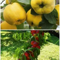 تولید انواع به و شلیل پربار