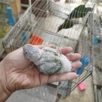 تعدادی پرنده خونگی|پرنده|جیرفت, |دیوار