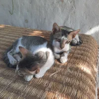 دوتا بچه گربه