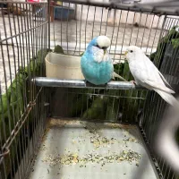 مرغ عشق انگلیسی مولد