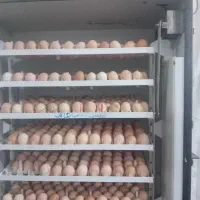 مرغ نطفه دار