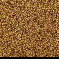 بذر یونجه