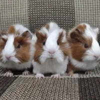 خوکچه هندی نژاد فشن آمریکایی