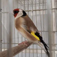 سهره  شرین کار