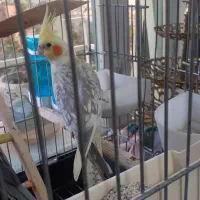 پرنده عروس هلندی نر و ماده