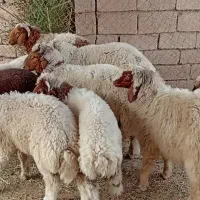 گوسفند دبهرک چاق و سالم|حیوانات مزرعه|کرخه, |دیوار
