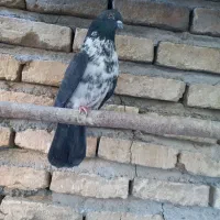 نرسینه باز زوردار