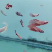 فایتر یک بند موجود شد|ماهی|شیراز, گود عربان|دیوار