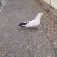 سلام دوجقت کفترنرمست