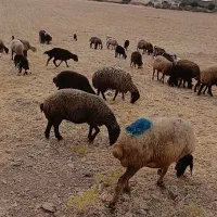 تعداد 40راس میش و بره جوان شیشک  و36راس بره