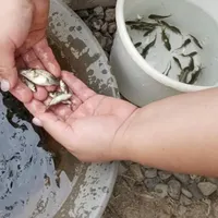 بچه ماهی کپور ۱ گرمی تا ۴ گرمی