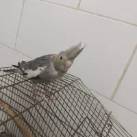 طوطی عروس|پرنده|قزوین, |دیوار