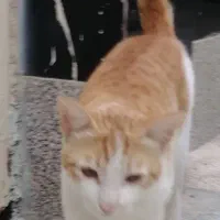 حمیدیه|گربه|حمیدیه, |دیوار