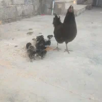 مرغ محلی به همراه جوجه در خورموج