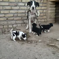 یک جفت اردک اسرائیلی نرو ماده|حیوانات مزرعه|رامند, |دیوار