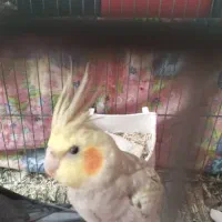 عروس هلندی ۵ماهه