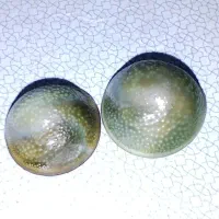 مهره اصیل بشرط