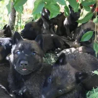 واگذاری توله مالینویز|سگ|کرمان, |دیوار