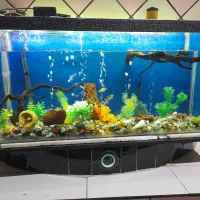 اکواریم  تمیز مخصوص با صلیقه ها|ماهی|دهدشت, |دیوار