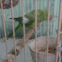 پرنده برافروش