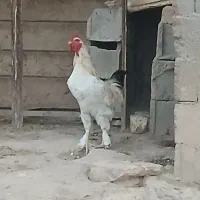 خروس برهما|حیوانات مزرعه|مشهد, موسوی قوچانی|دیوار