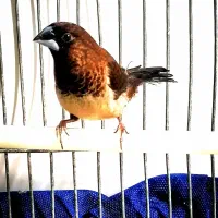 واگذار فنچ پرستار بنگالی