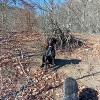 توله شکاری پوینتر