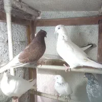 کبوتر|پرنده|رشت, بلوار گیلان|دیوار