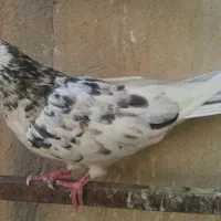 کبوترسرورشازده وسفیدنوک ریز