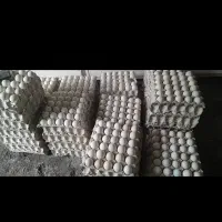 تخم نطفه دار بوقلمون بوربون زمانتی و بوقلمون ماده|حیوانات مزرعه|روانسر, |دیوار